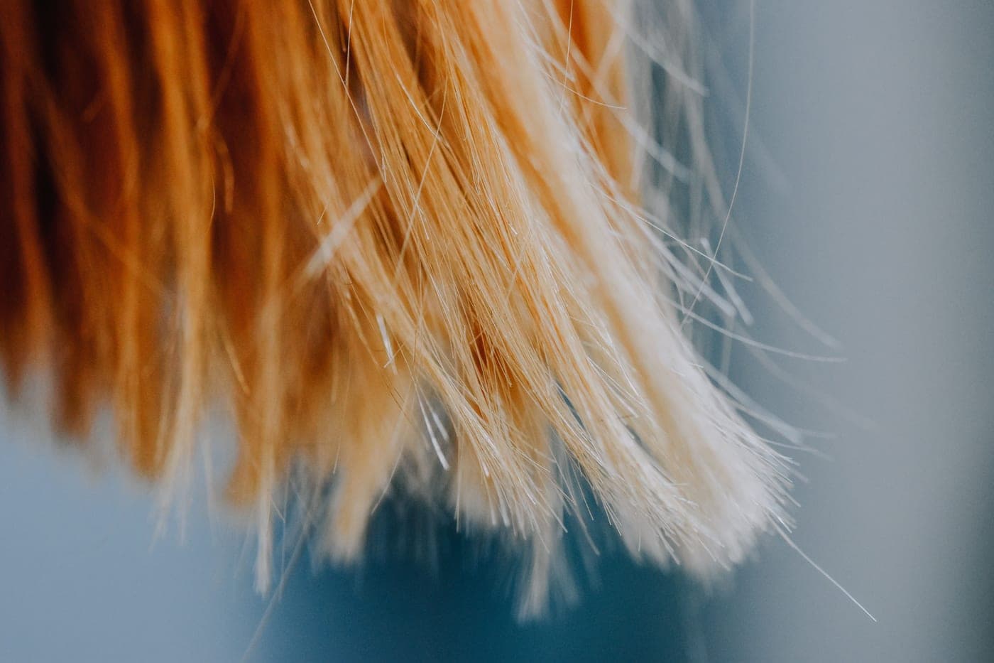 Bleached blonde hair photographed close up in daylight